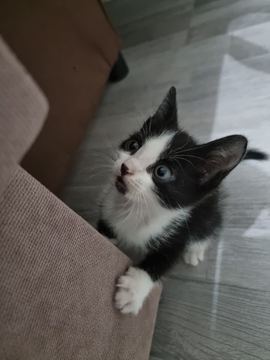 котёнок,мальчик бесплатно