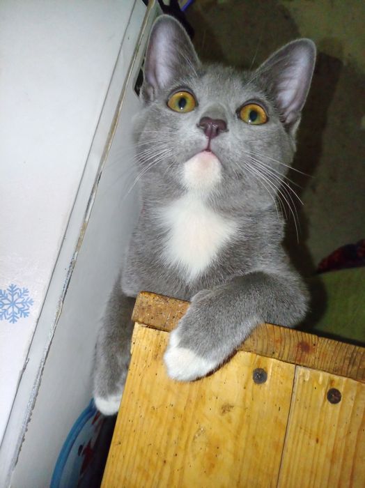 Котёнок Русская голубая