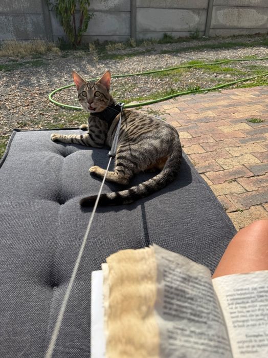 Savannah nu doar o pisică, o experienta de viata