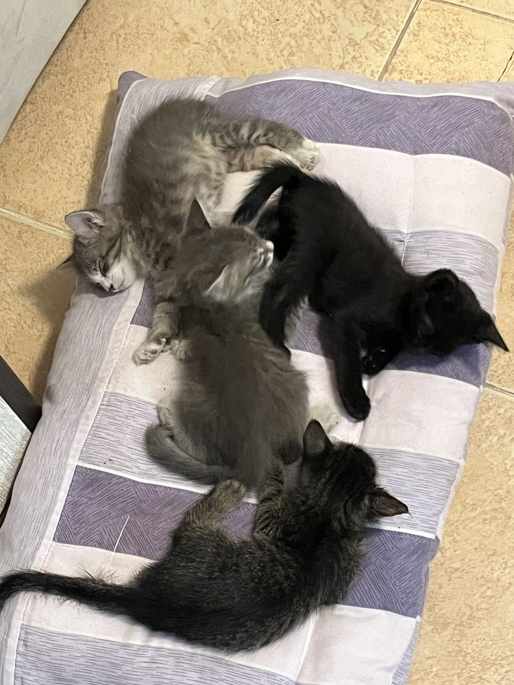 отдам даром котята