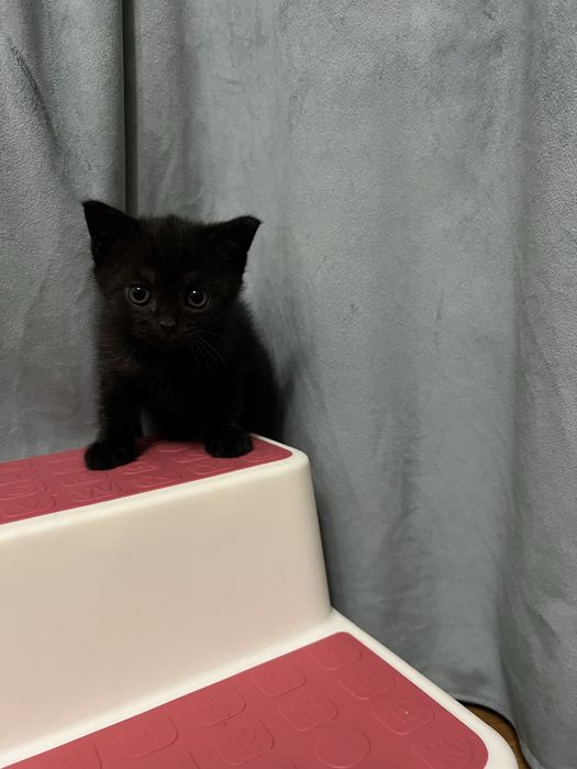 Отдам котенка в добрые руки