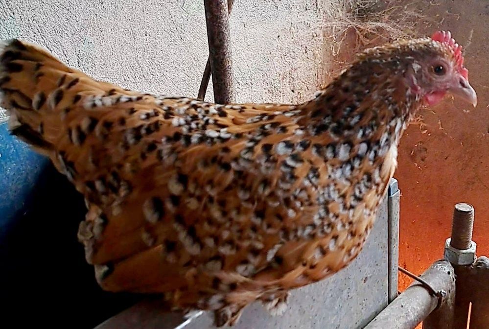 Gaini si cocosi pitici