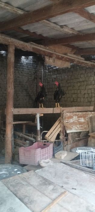 Dakan xoʻrozlar sotiladi