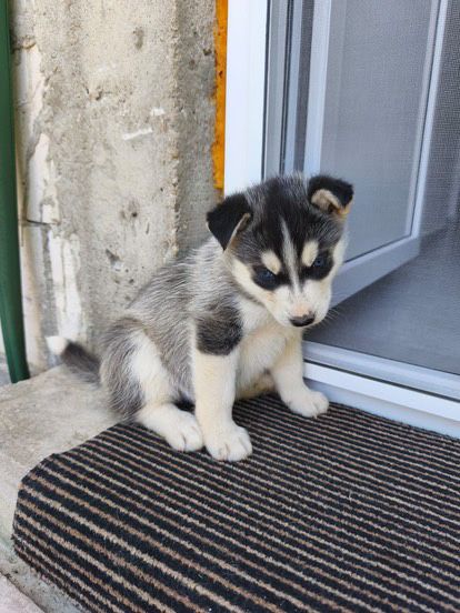 Pui husky siberian