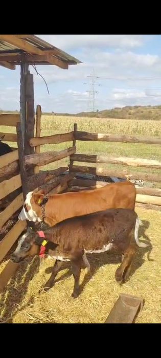 Vând 2 vițele preț 5500 lei.