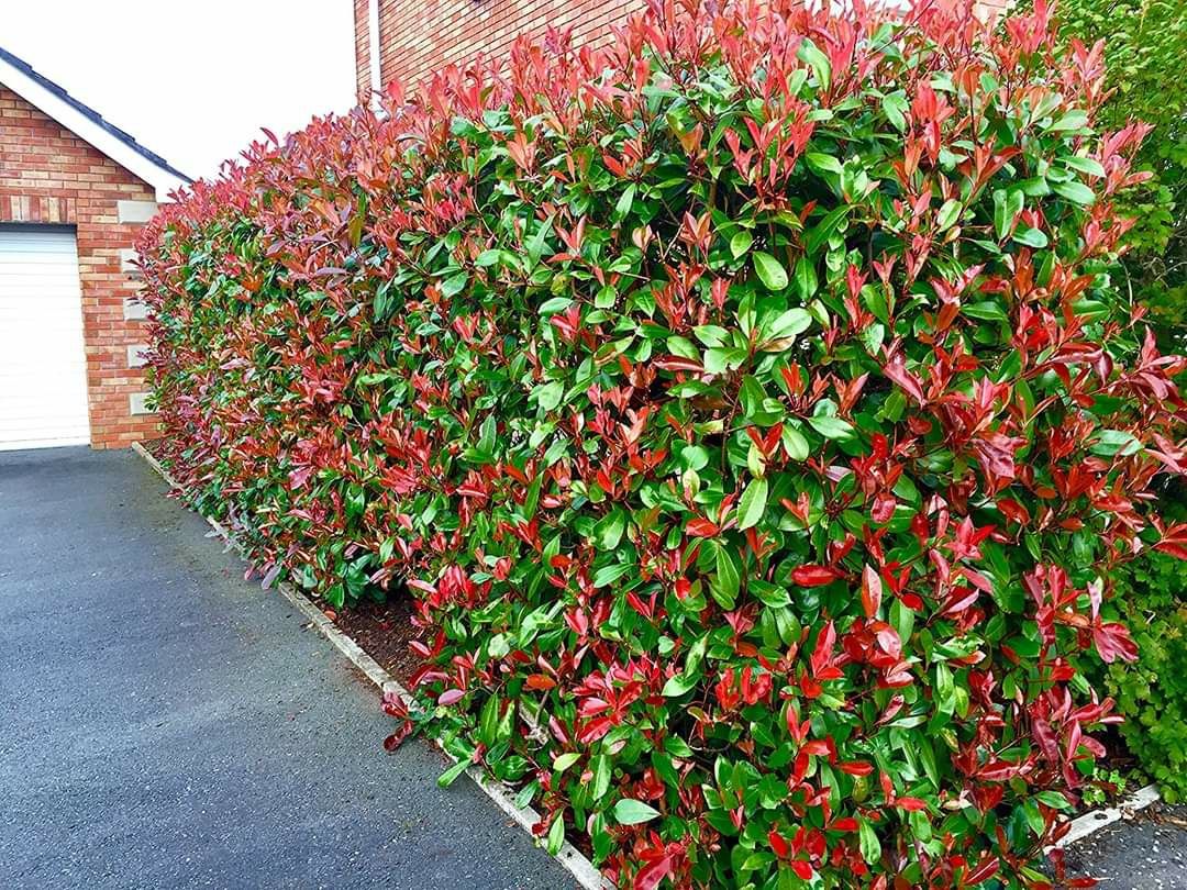 Photinia Red Robin 60-80 cm