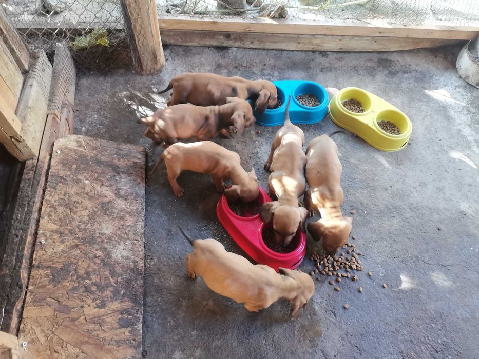 Чистокръвни дакели