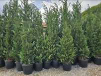 Leylandii 2.3m - 2.5m/ calite extra/ super oferta