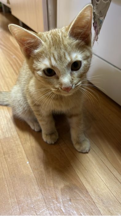 Отдам котенка с приданным