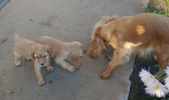 Кокер шпаньол - кученца