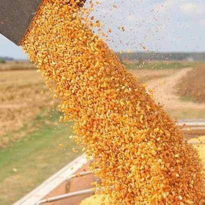 Продавам царевица