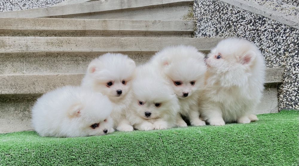 Померан померани мини