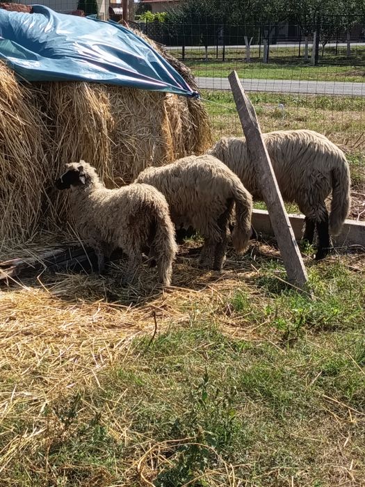 Vând două miele și un berbec