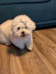 Bichon maltez 1 an