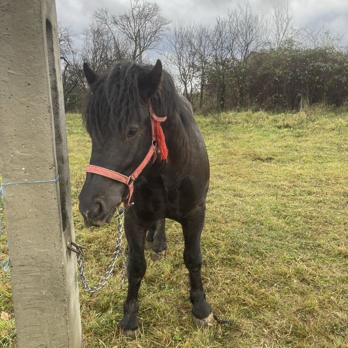 Vand Manz linia miutescu.