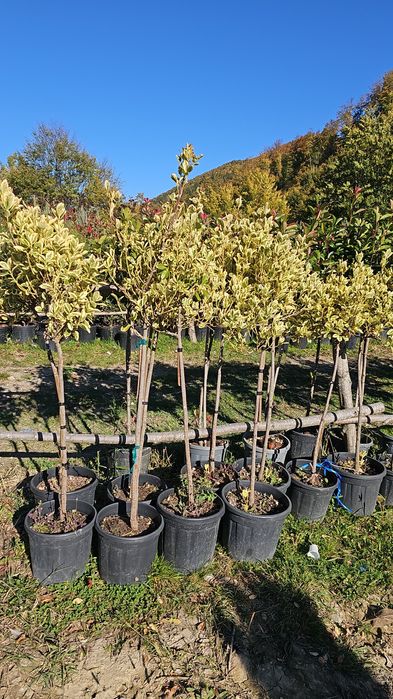 Plante ornamentale de diferite varietății