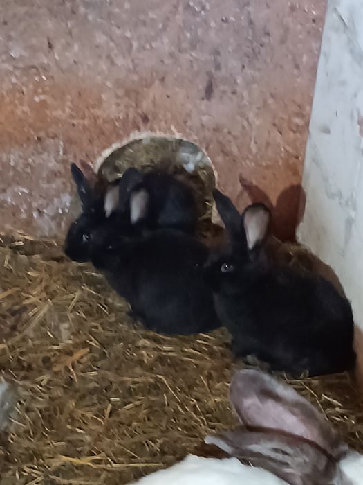Pui iepuri de vanzare