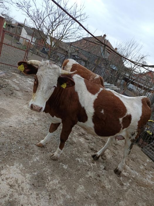 Vând 2 vaci una cu vițel și una gestantă