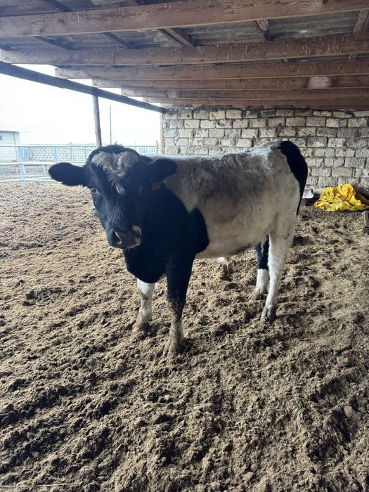 Продаються бычки ( симентальскии)