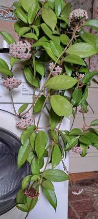 Hoya,Lacrima maicii domnului