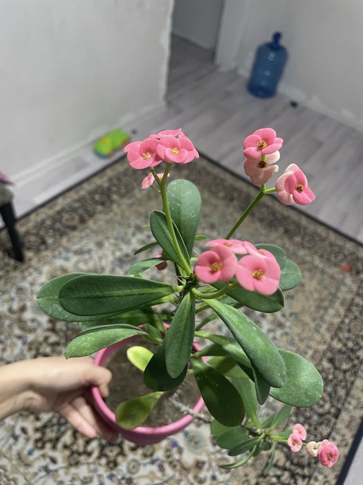 Продается Комнатные цветы