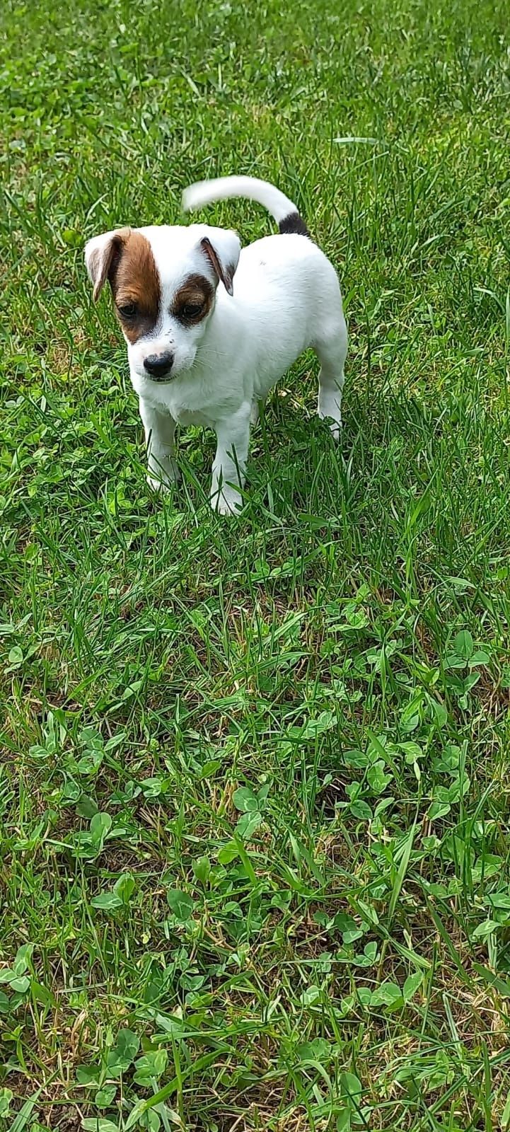 Jack russell/russel