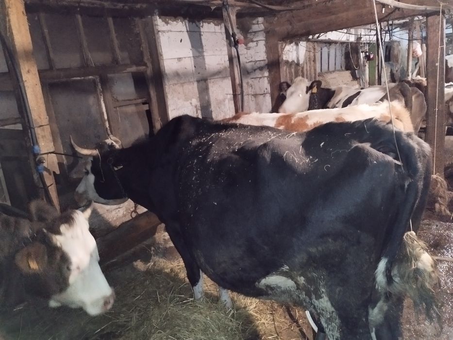 De vanzare vaca sau scumb