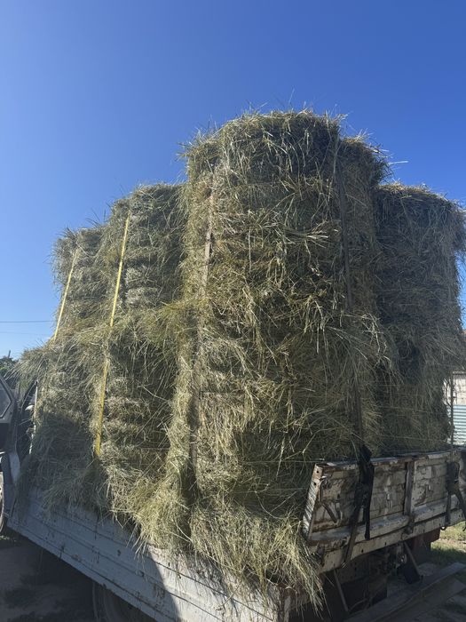 Продам луговое сено в рулонах