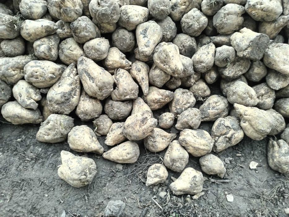 Sfecla de zahăr 0,30 de bani kg