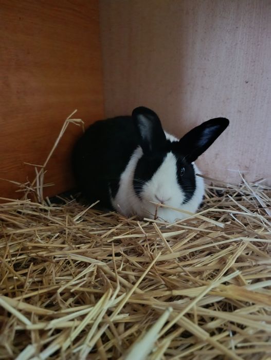 Iepure olandez disponibili