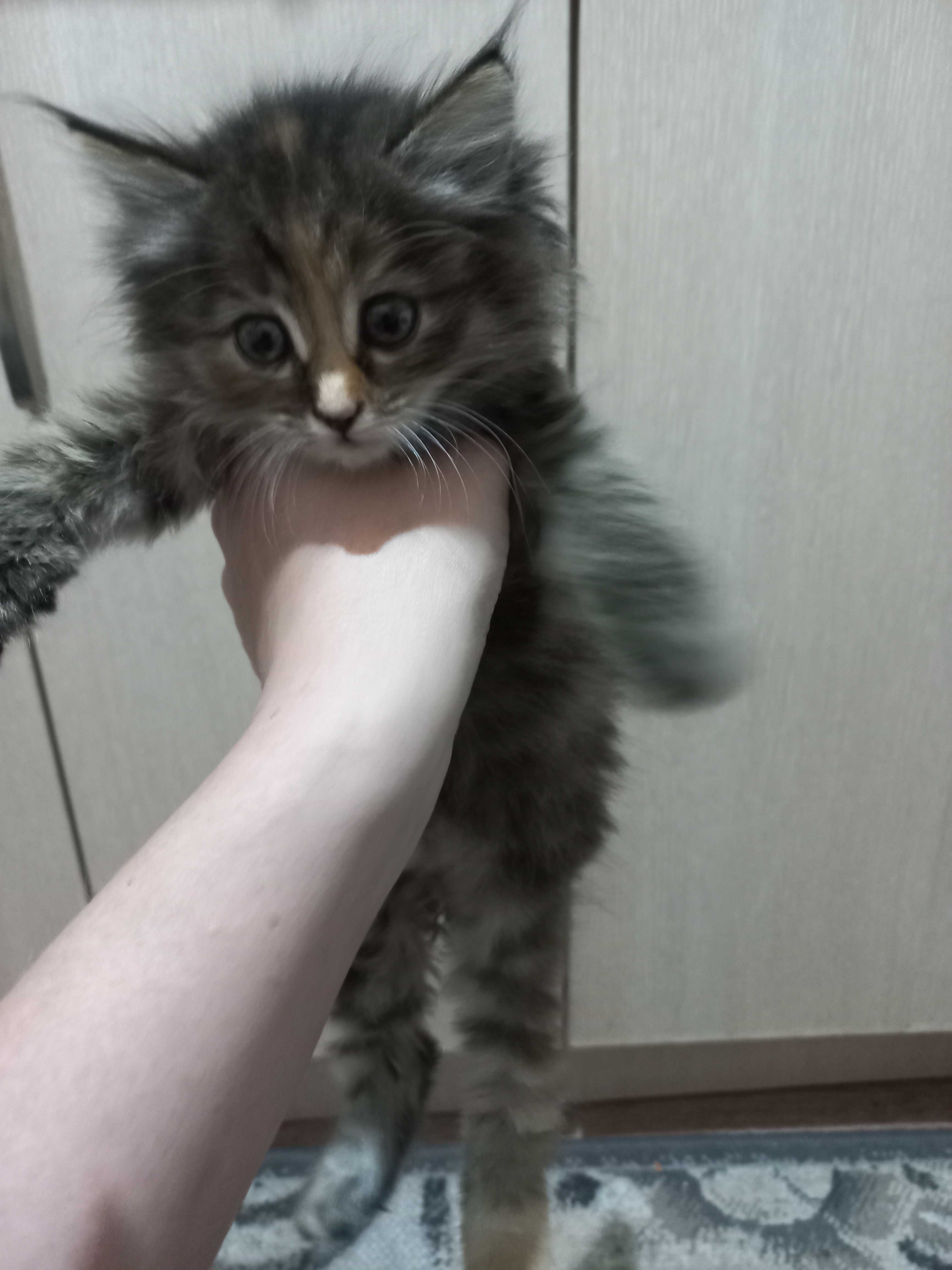 Отдам Даром Котят