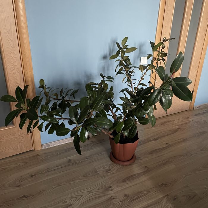 Фикус здоровый, для дома или офиса