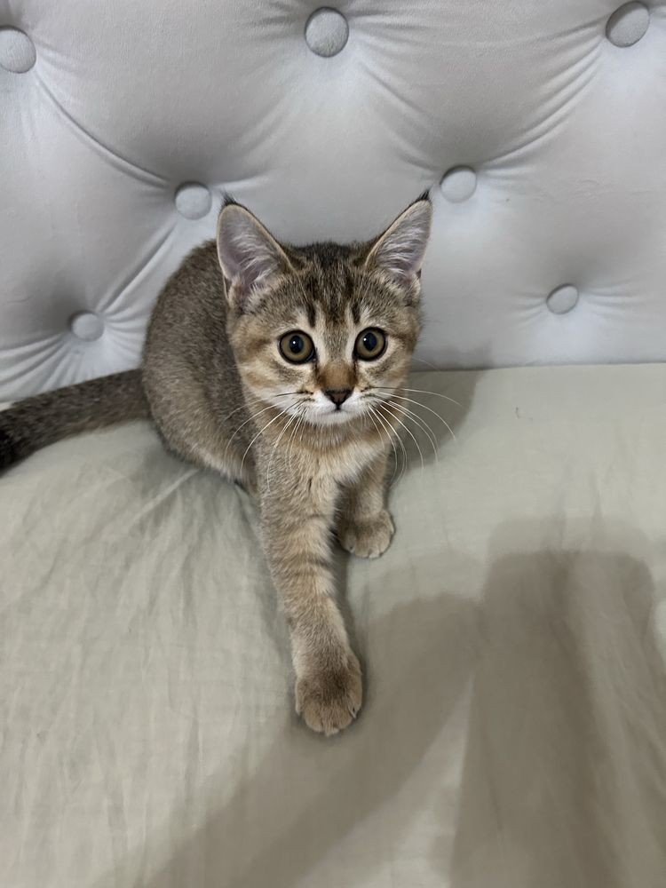 Кошка девочка, 3 месяца.