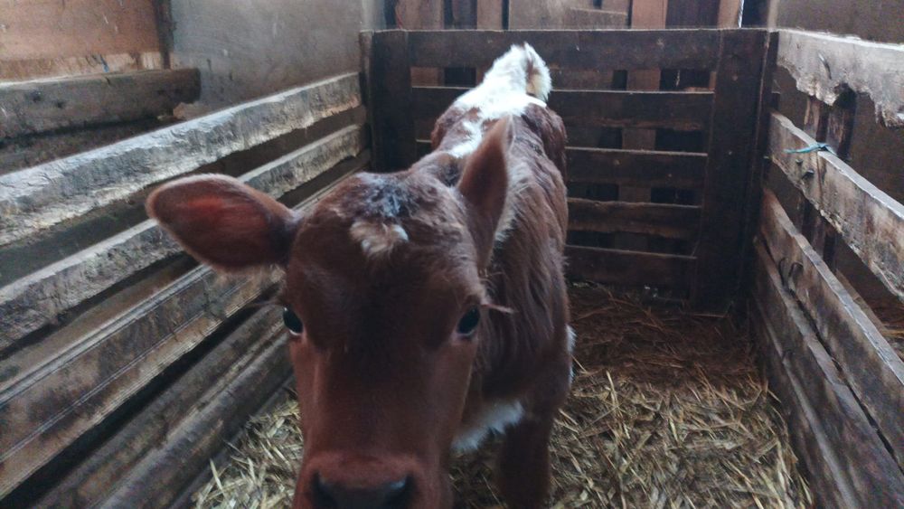 Vitea baltata de 2 saptamani