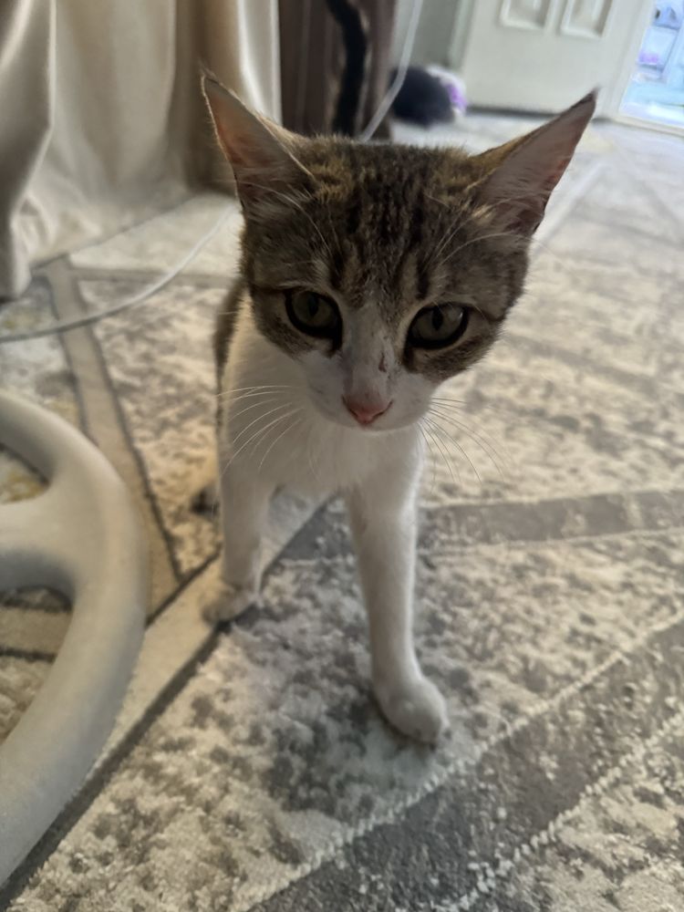 Милый котенок 3 месяцев