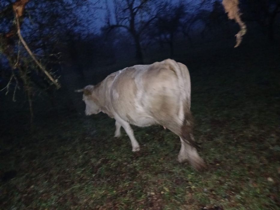 Vaci baltate gestante in 7 luni