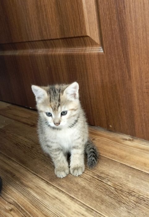 Отдам кота и кошешку