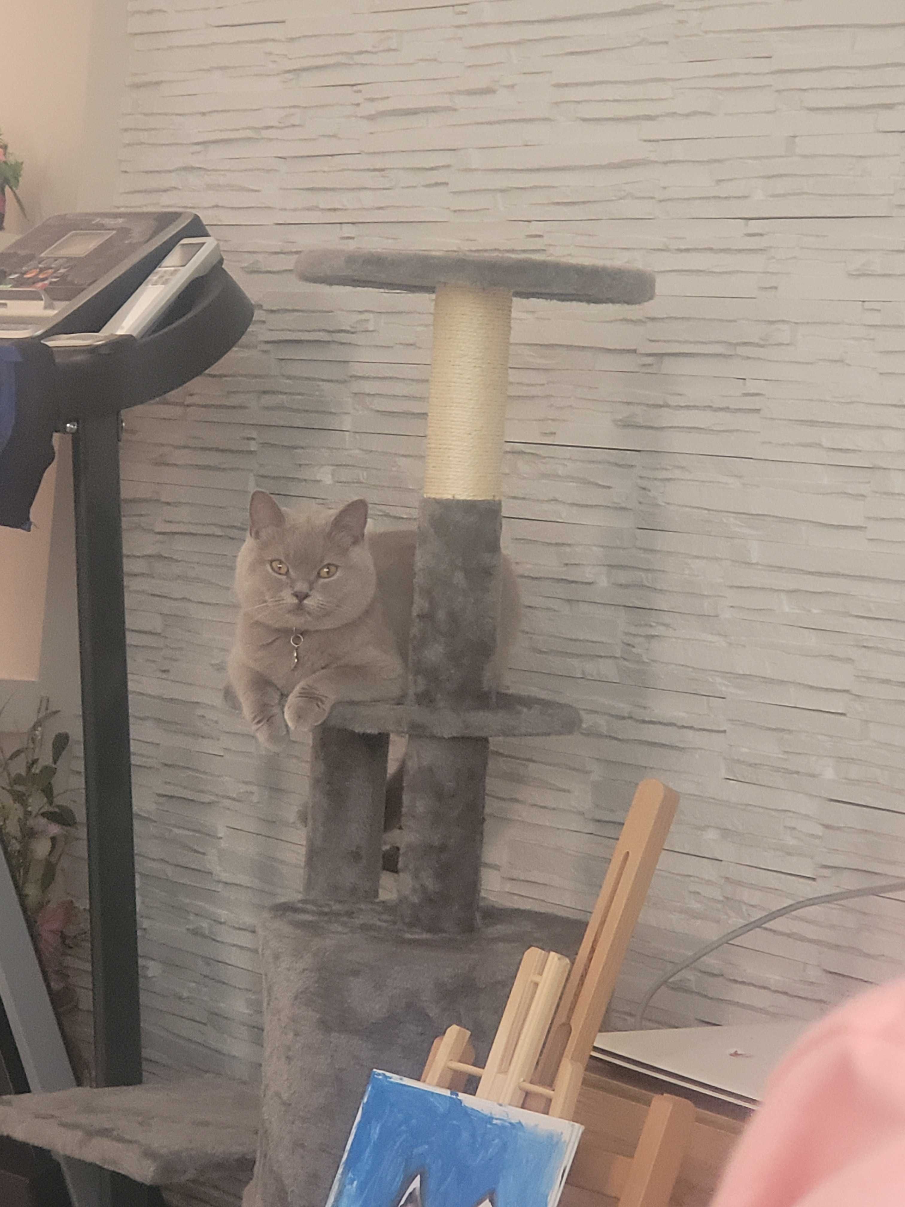 Котета "Британки"