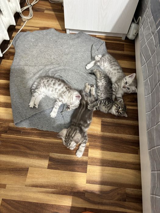 Скоттиш страйт продаются