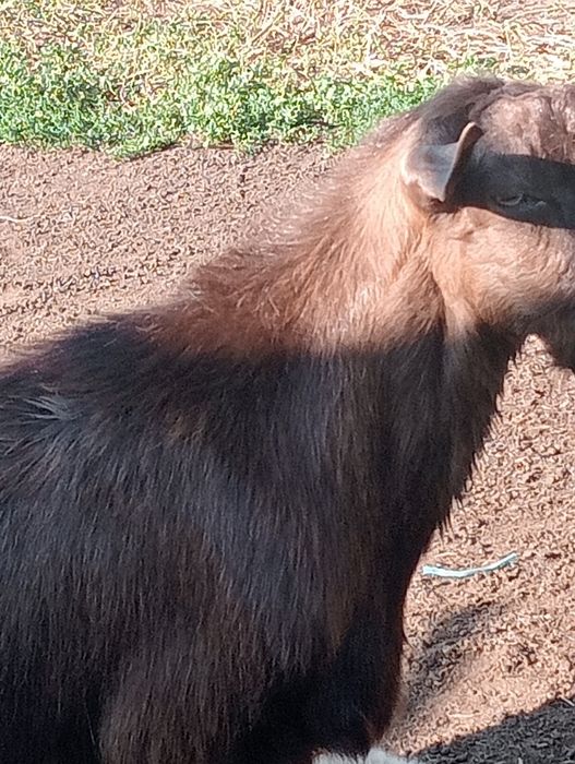 Țapi de vânzare pt prăsilă de 1 an 2 și 3 ani.