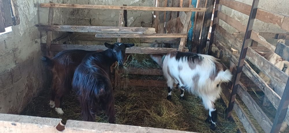 Vând 3 capre gestante și un țap sannen