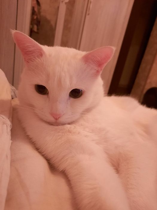 Белые котята домашние. Мама породы Сноу Шу.
