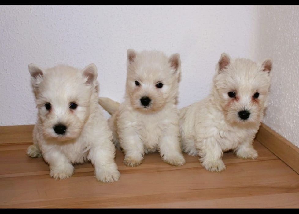 Westie terrier alb 2 luni
