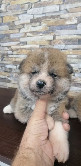 Mascul Akita Inu