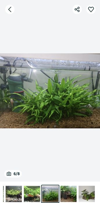 Creveti red sacura și decoruri cu plante prinse natural pe ele