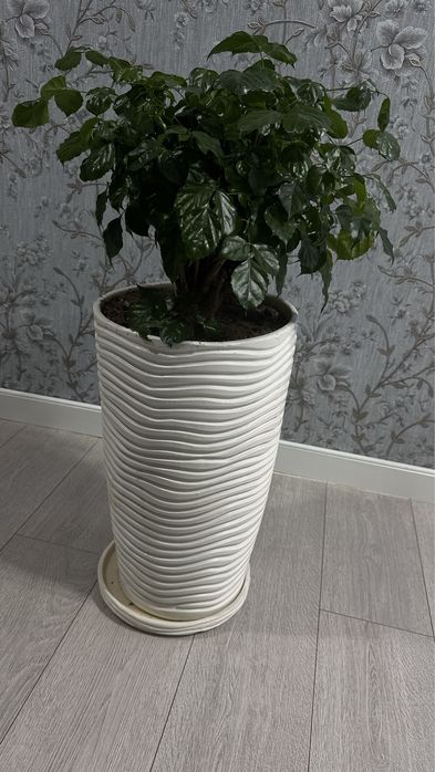 Радермахера пышная