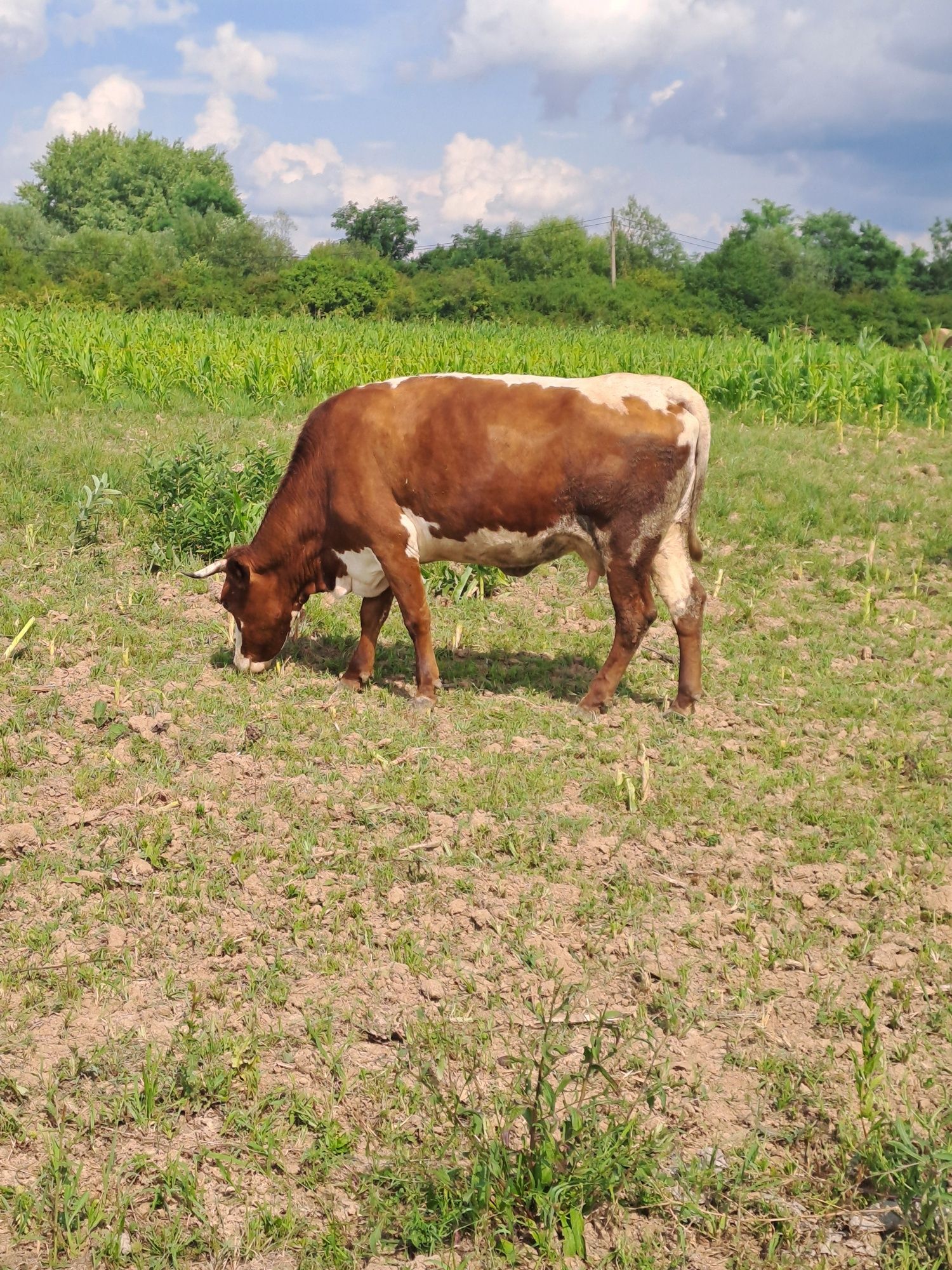 Vand vaca baltata
