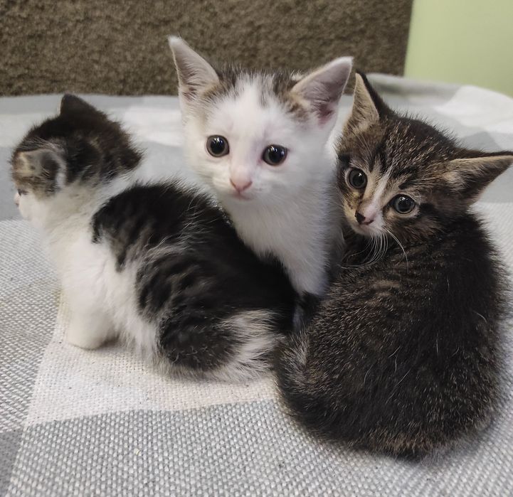 Маленькие милые котята