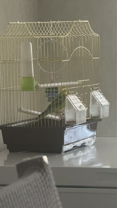 Продается попугай с клеткой