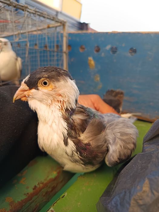 Vând diferite rase de porumbei